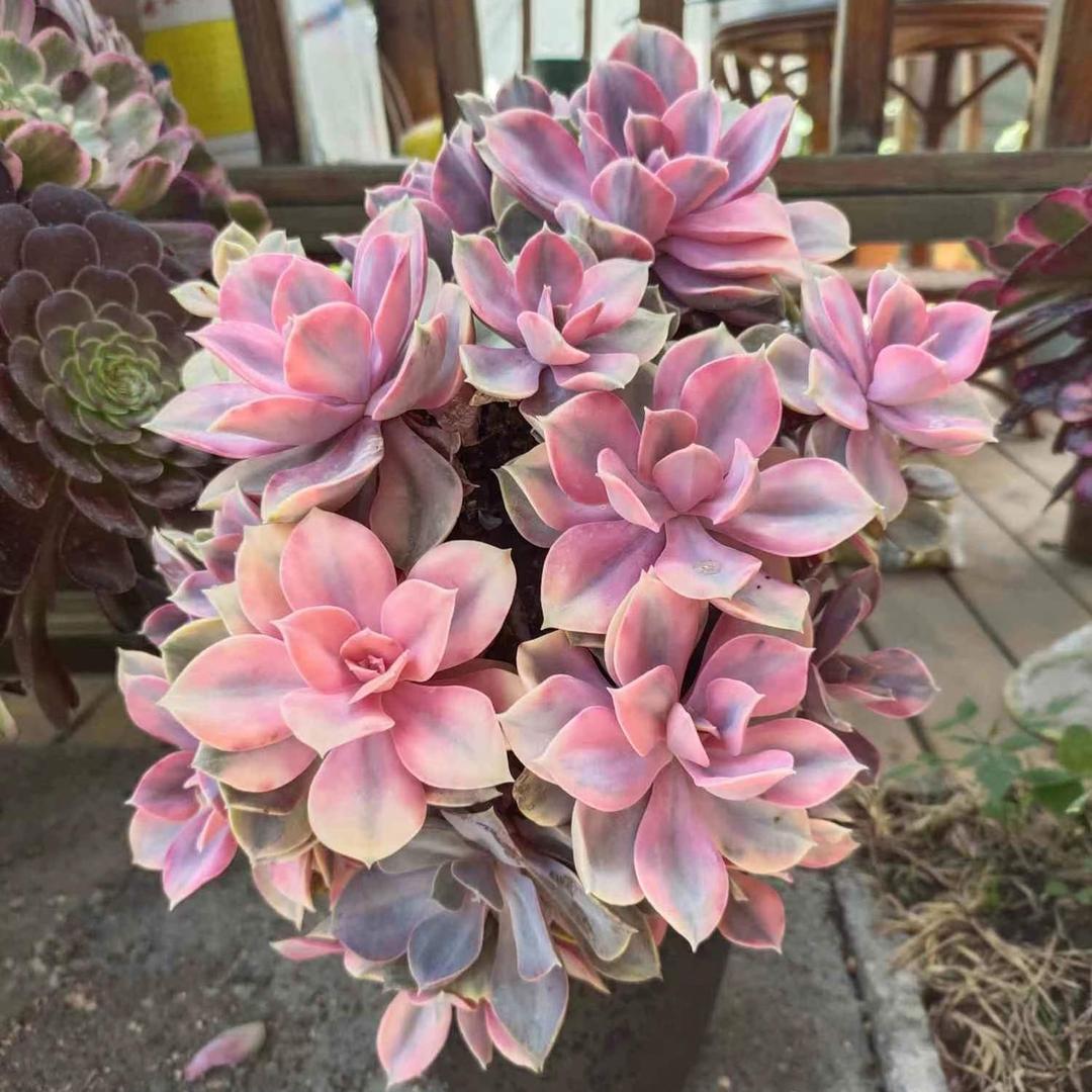 悠悠我心