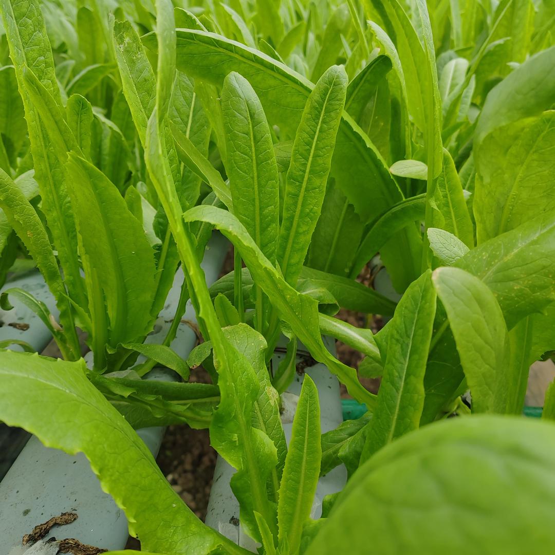 付老师农业种植教育
