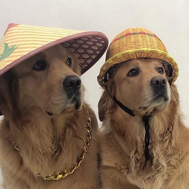 聪明旺豆豆