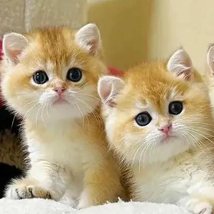 小小猫咪