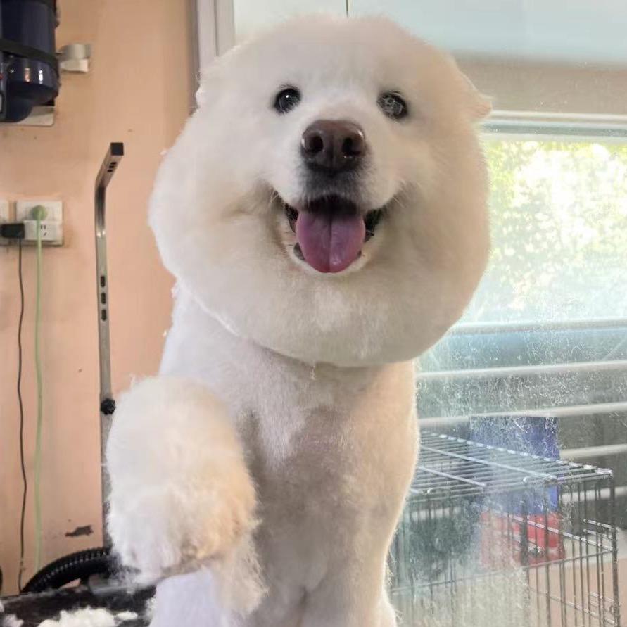 崋崋丹