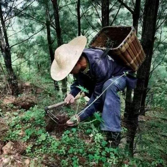 伏牛山百草