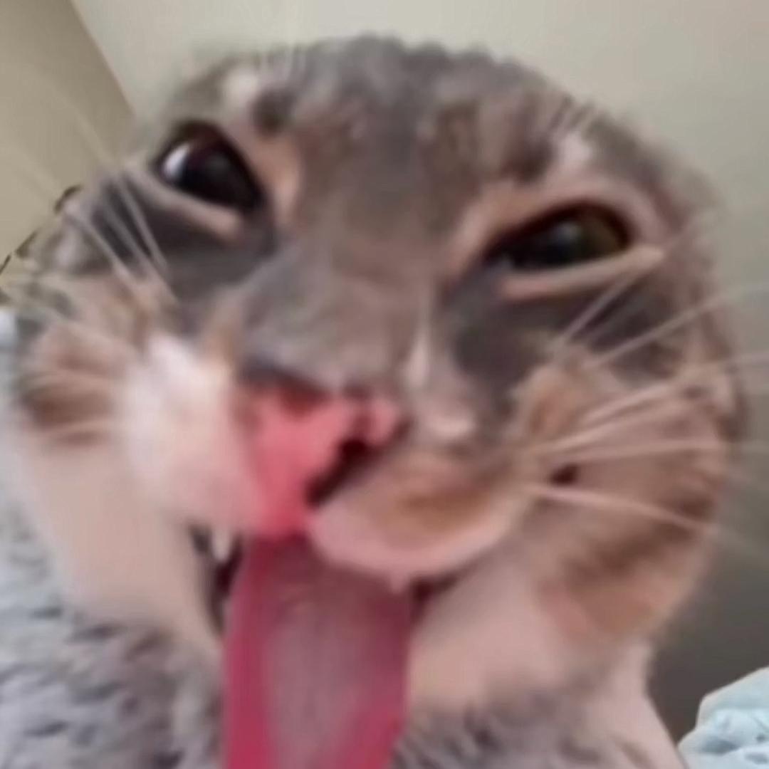 黑猫老婆~