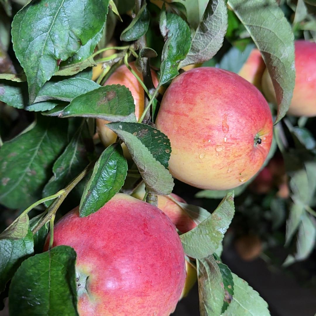 梦扬家庭农场严选好货店