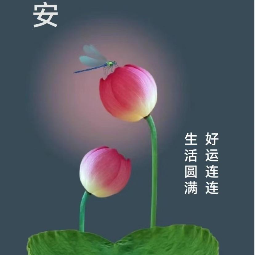 檀司令红木馆豆豆