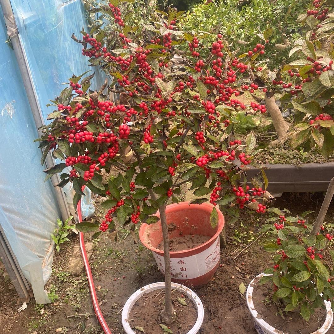 静之优花园