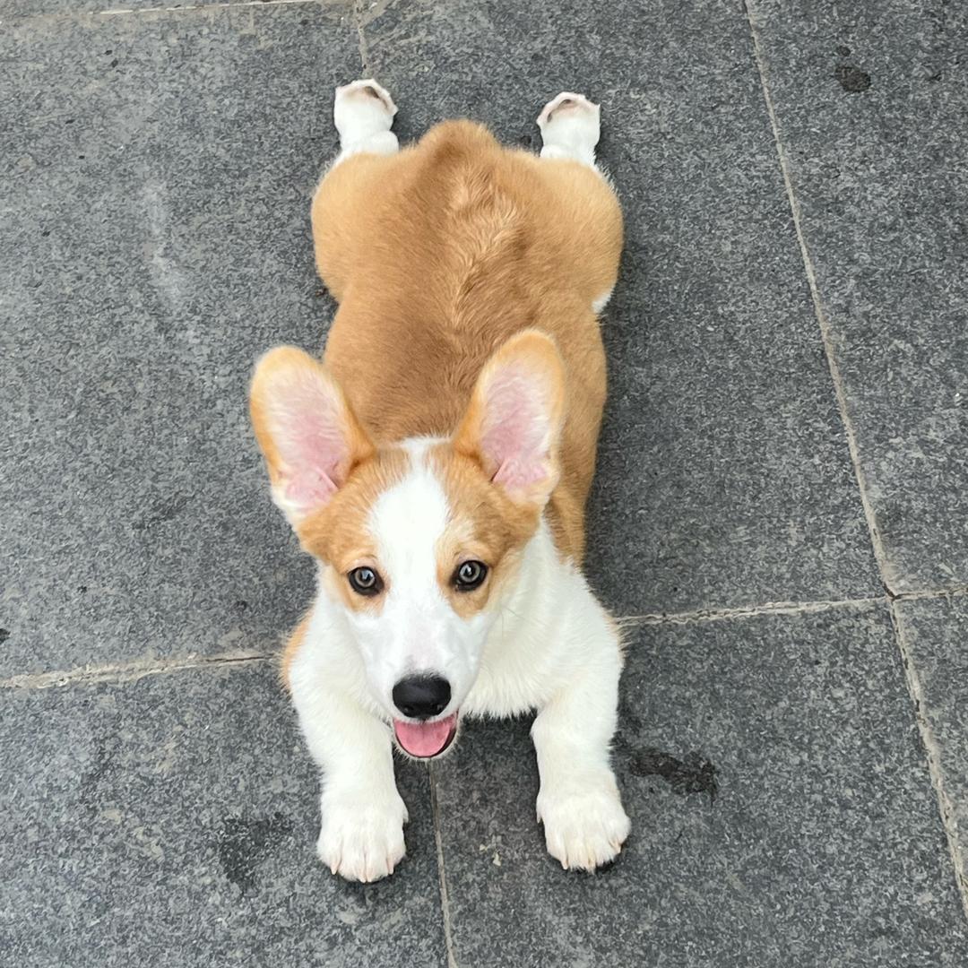 汪汪茸的生长日记