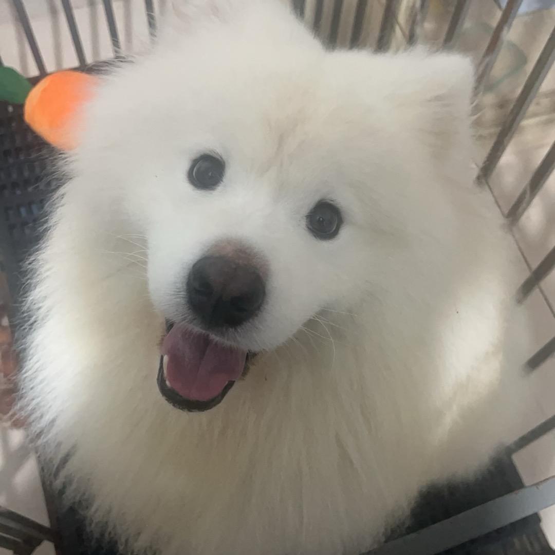 崽了个崽。