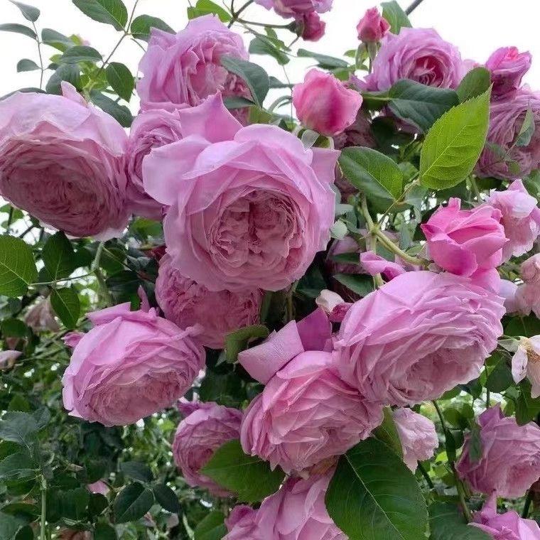 景荣易花卉