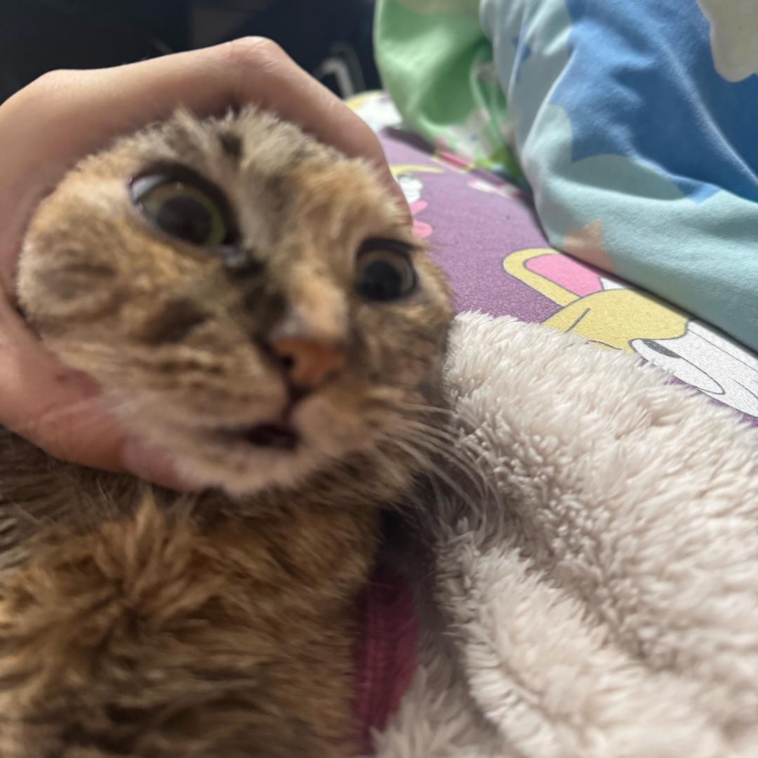 小黄豆爱吃大鼻嘎