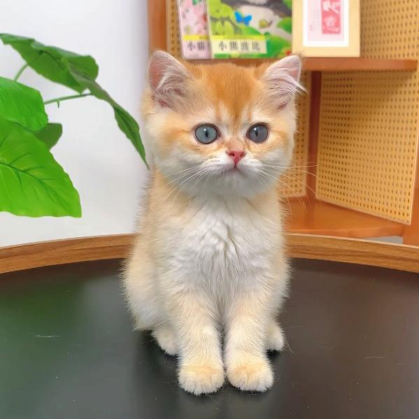 养猫的鹿上