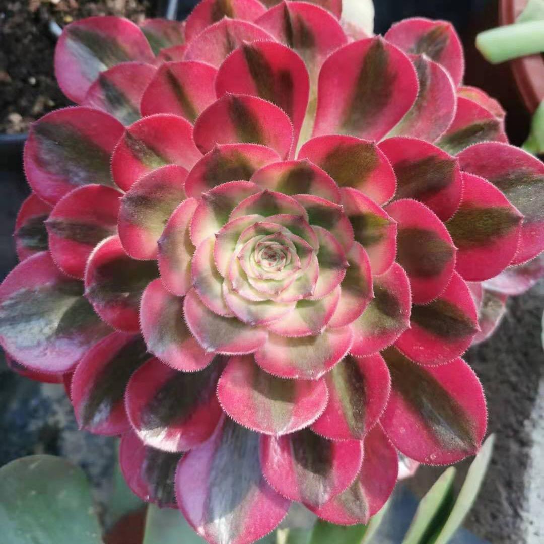 红泊法师锦植物