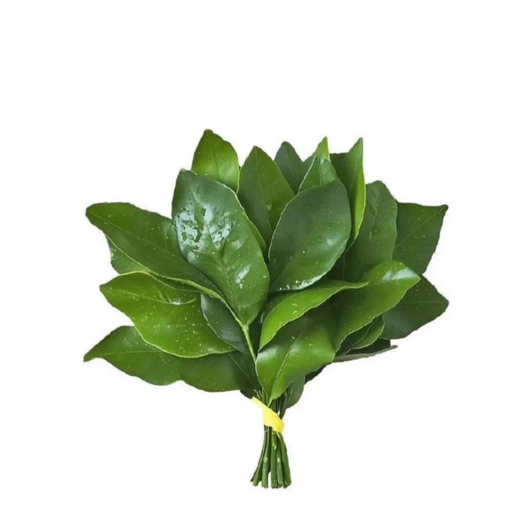 鑫瑶