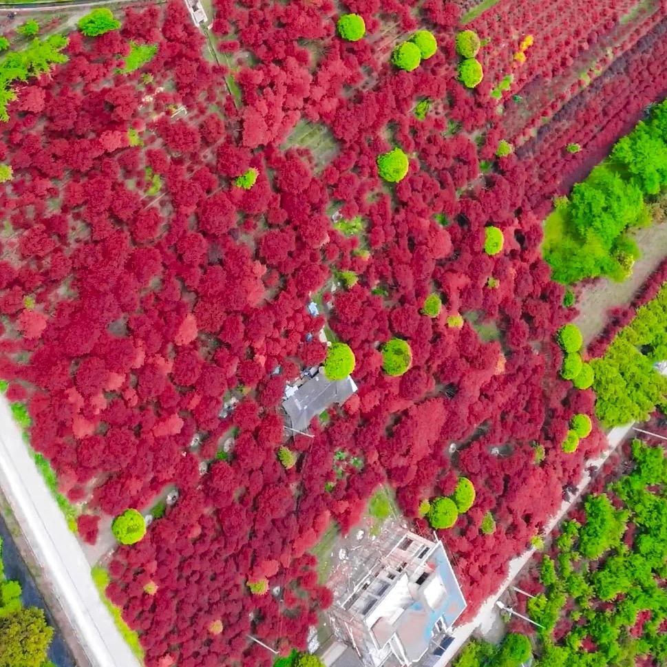 温江区枫艺园艺（枫树）