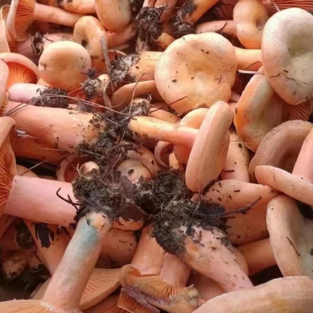 德江黑哥野生菌子批发