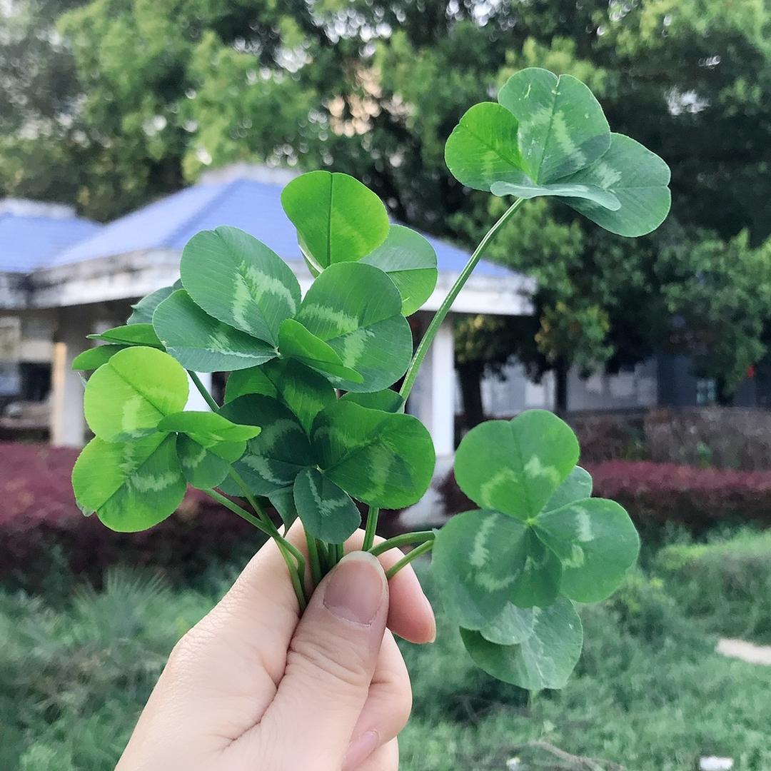 柒牌（东正街）