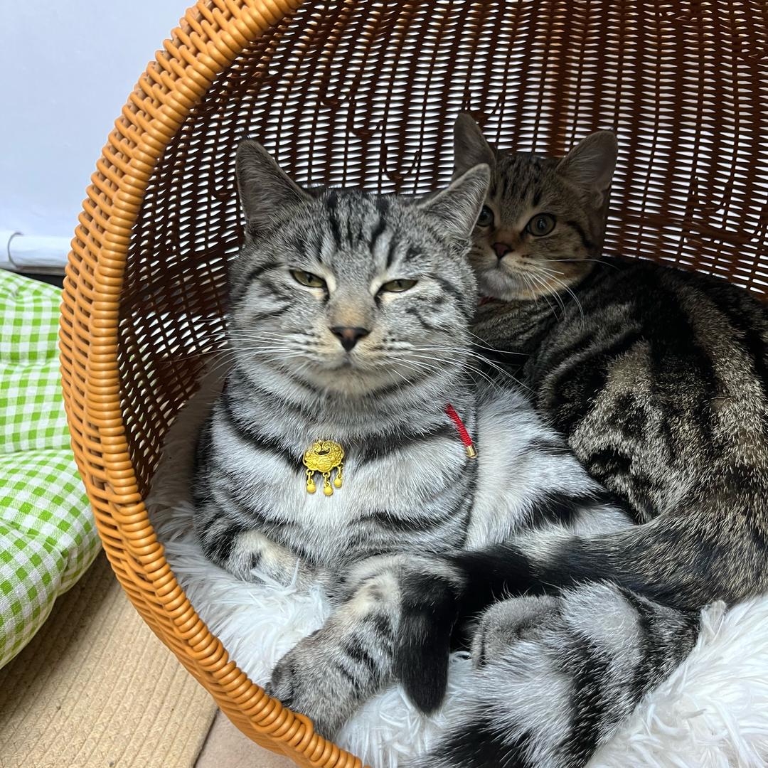 阿狸不流浪