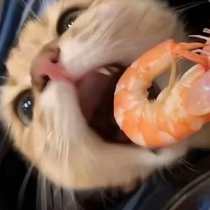 人类进化没带我