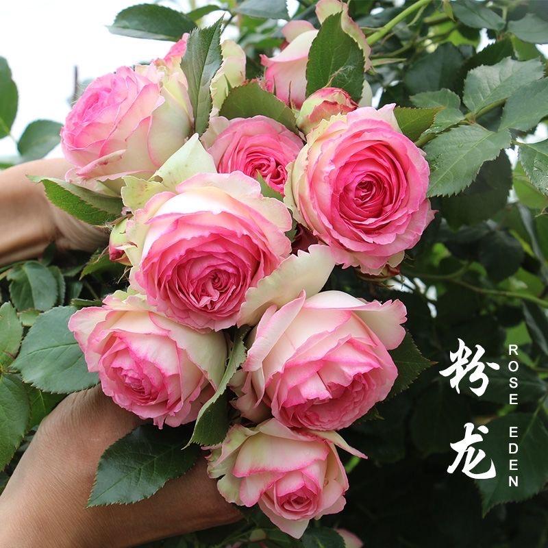 溢花海