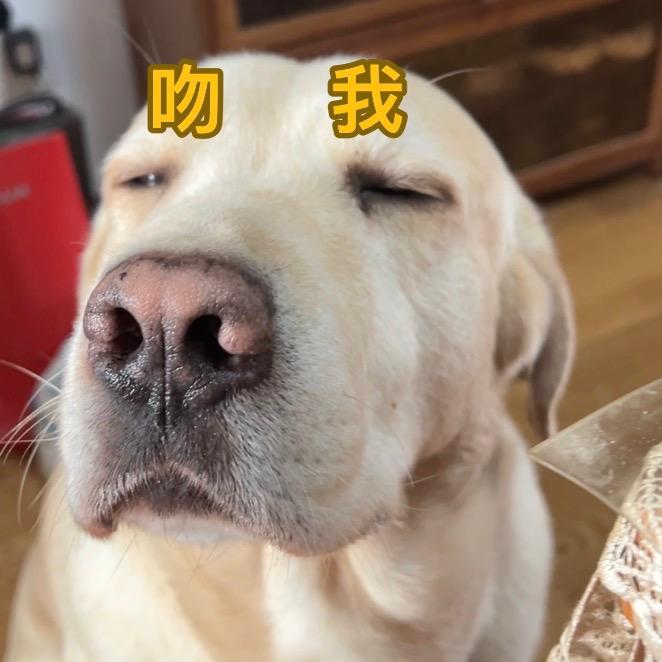 麻了个豆🐶