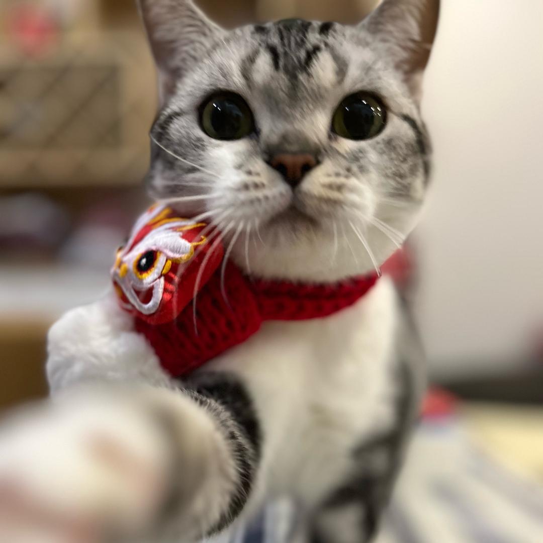 嗲猫的百宝箱