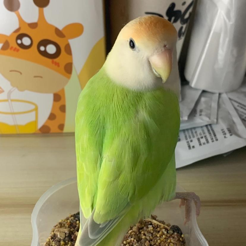 🍏苹果绿小鹦🦜（家庭饲养版）