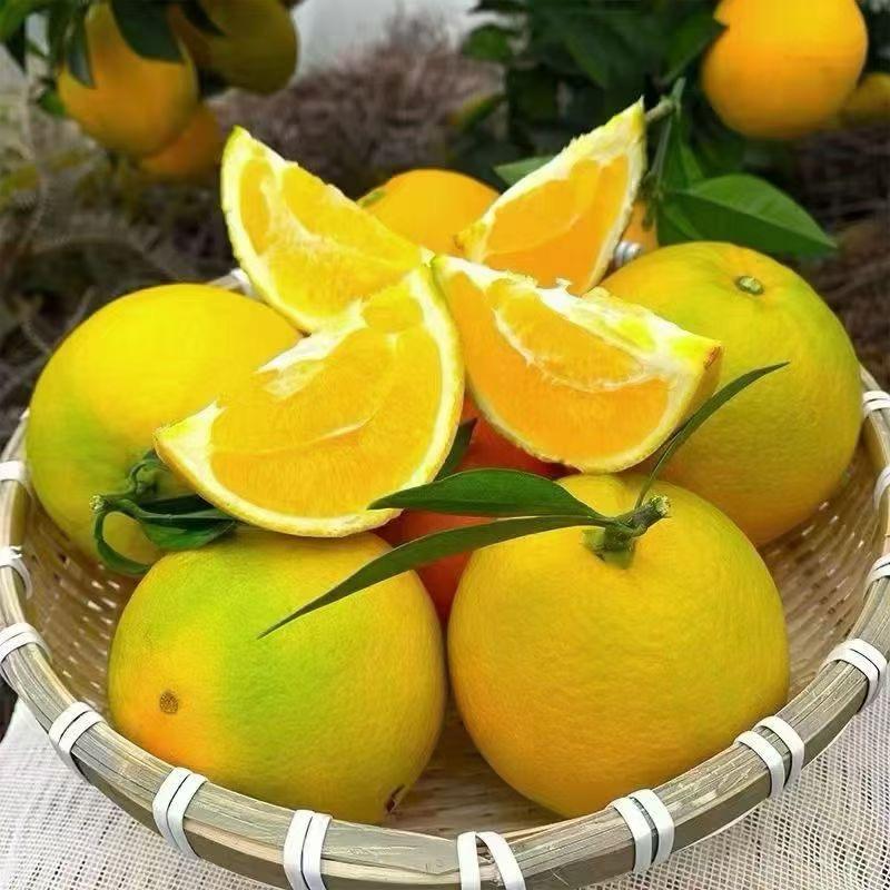 赣南脐橙（安远）