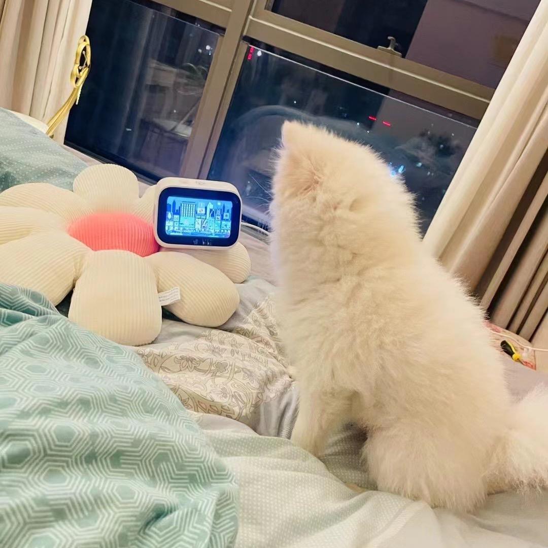 是妮雅啊