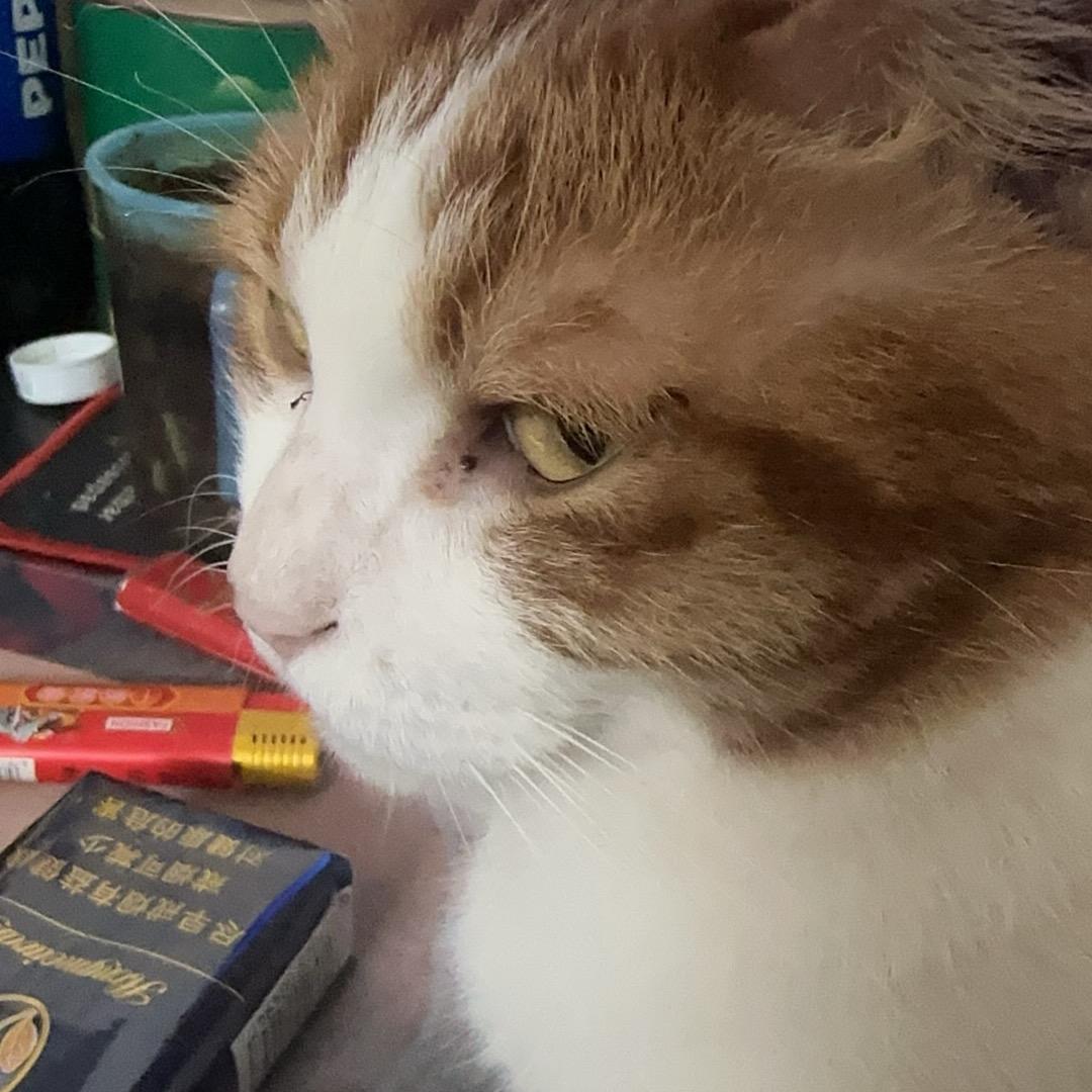 肆⁴