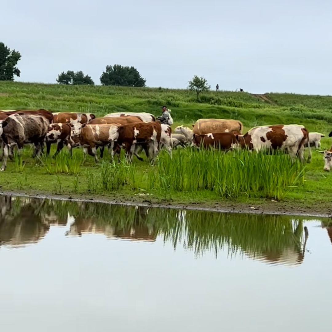 张姐猪牛羊技术服务