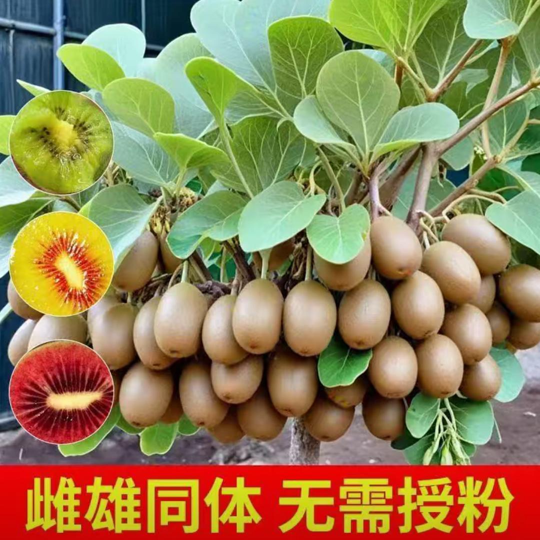 长宏果树苗木专营店