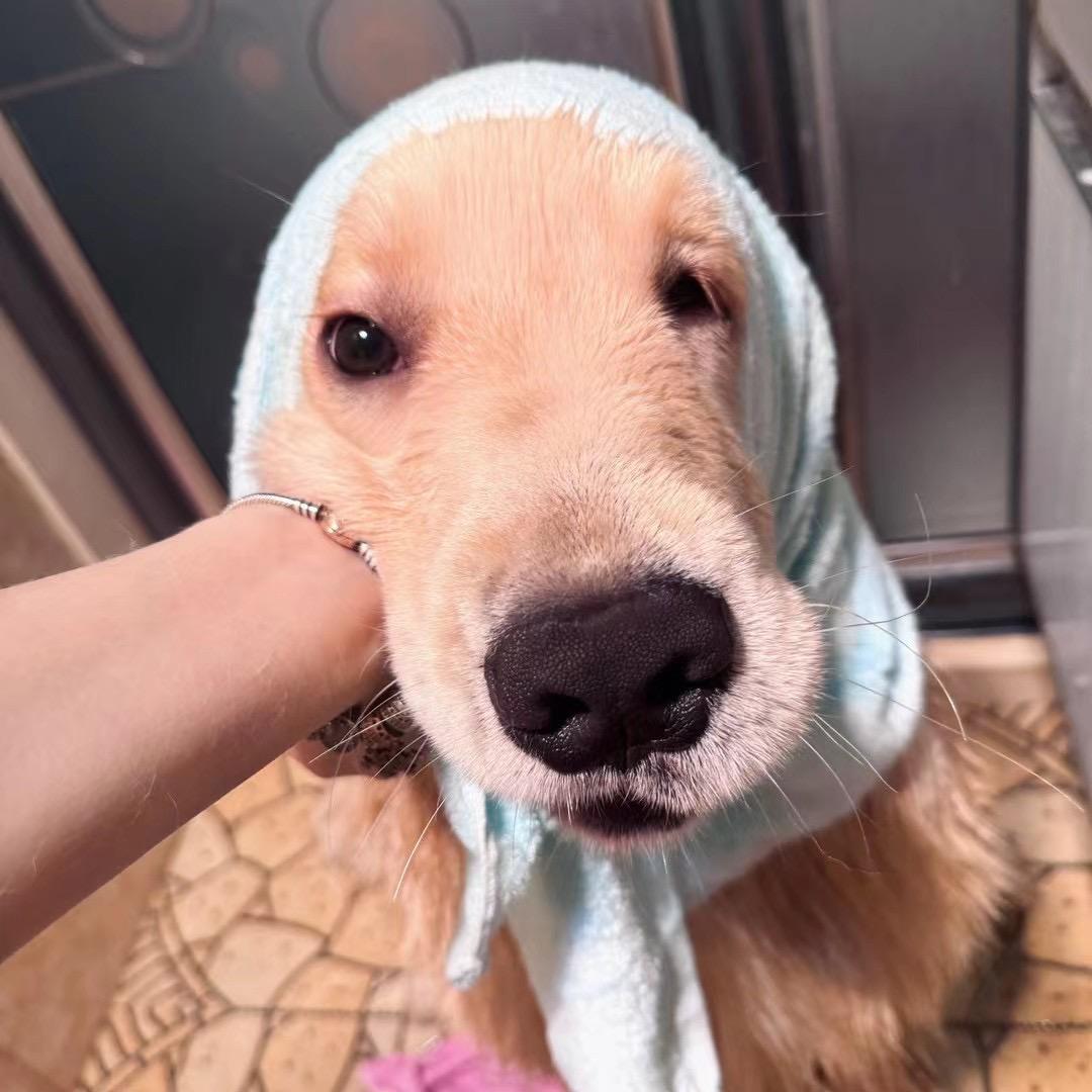 开心狗狗头