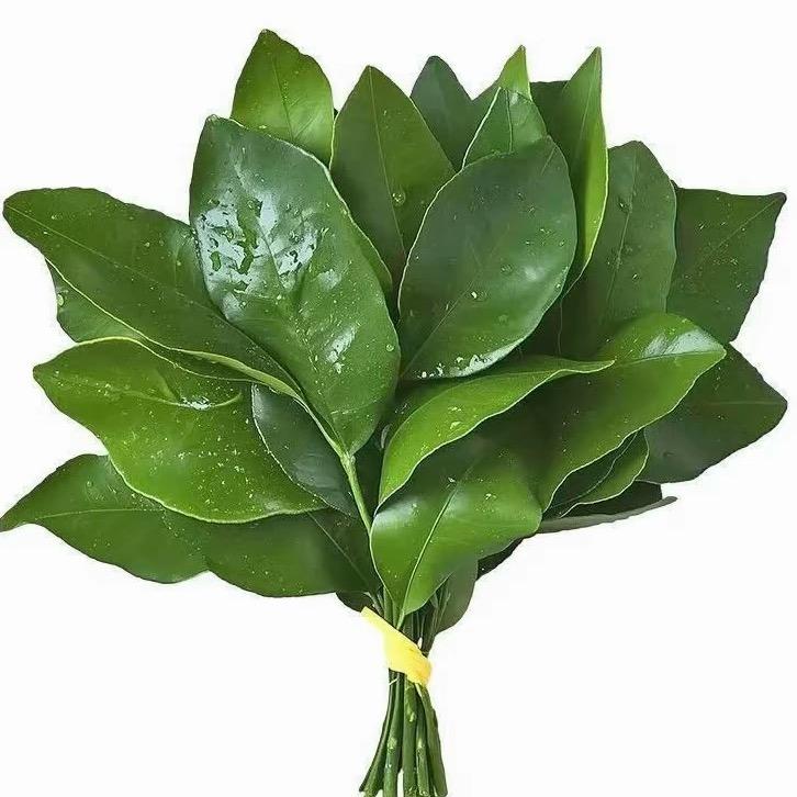 我罗文姬回来啦