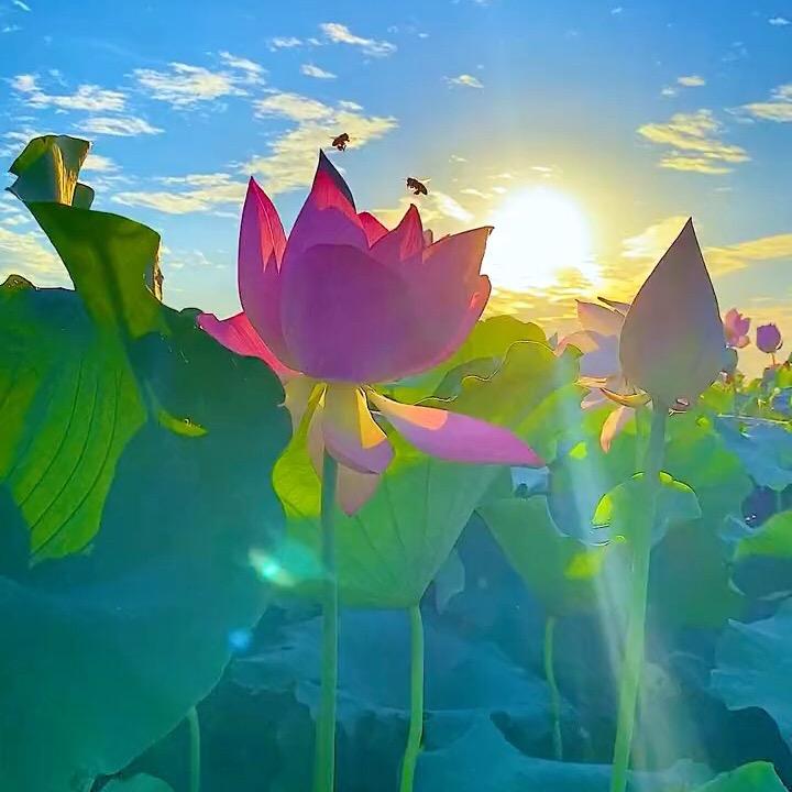 晨好运（晓燕）