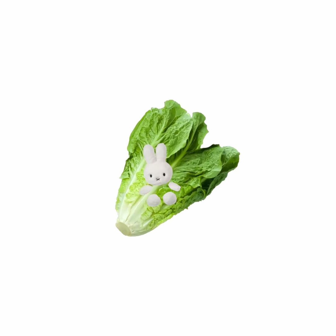 生菜