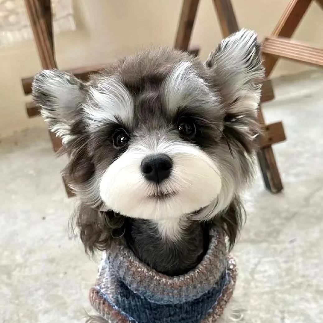 Momo🐶家雪纳瑞