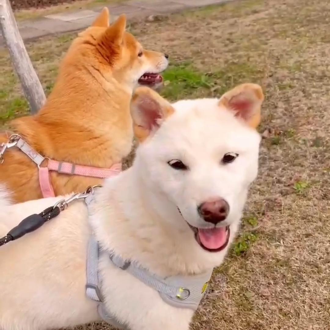 圆梦园