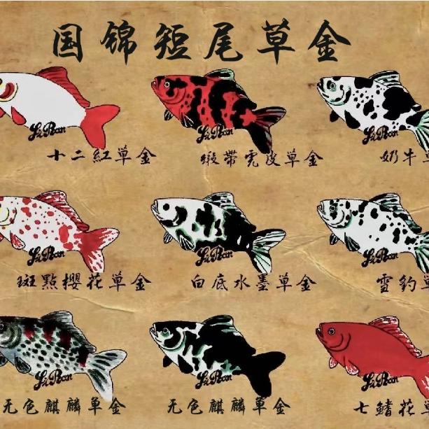 国锦短尾草金水族馆