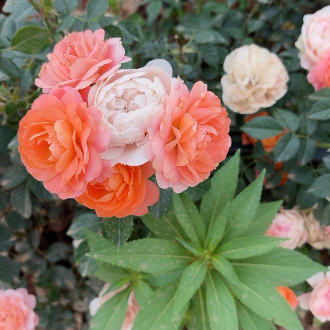 时间嘲笑了承诺