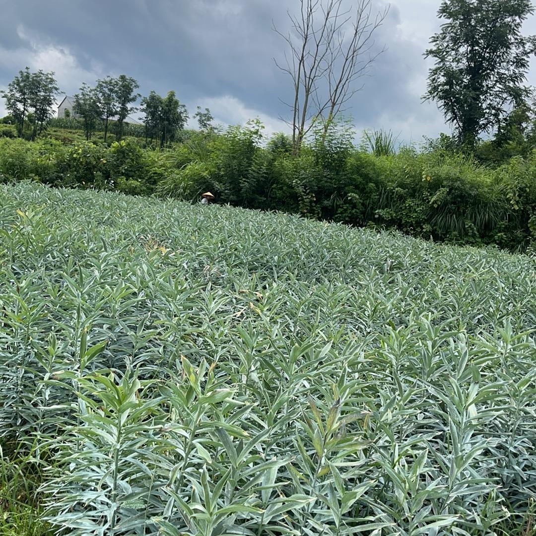 残疾人种植百合