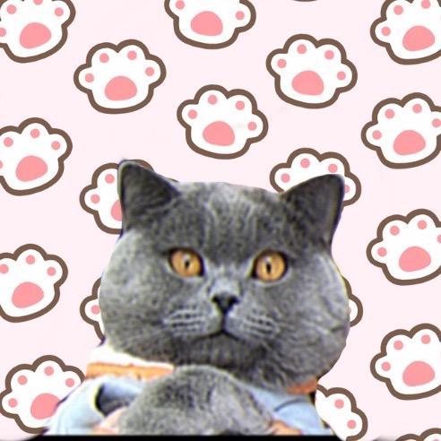 金天不上班🐱