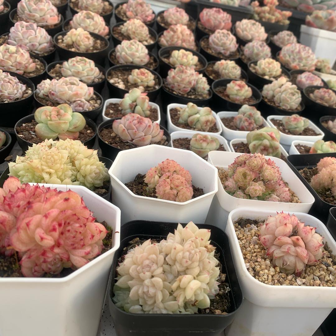 雅之萌精控小多肉