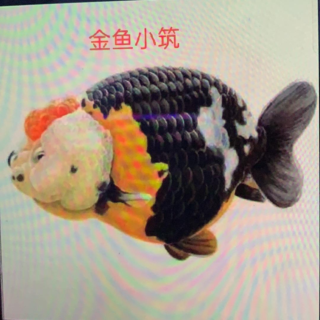 金鱼小筑总店