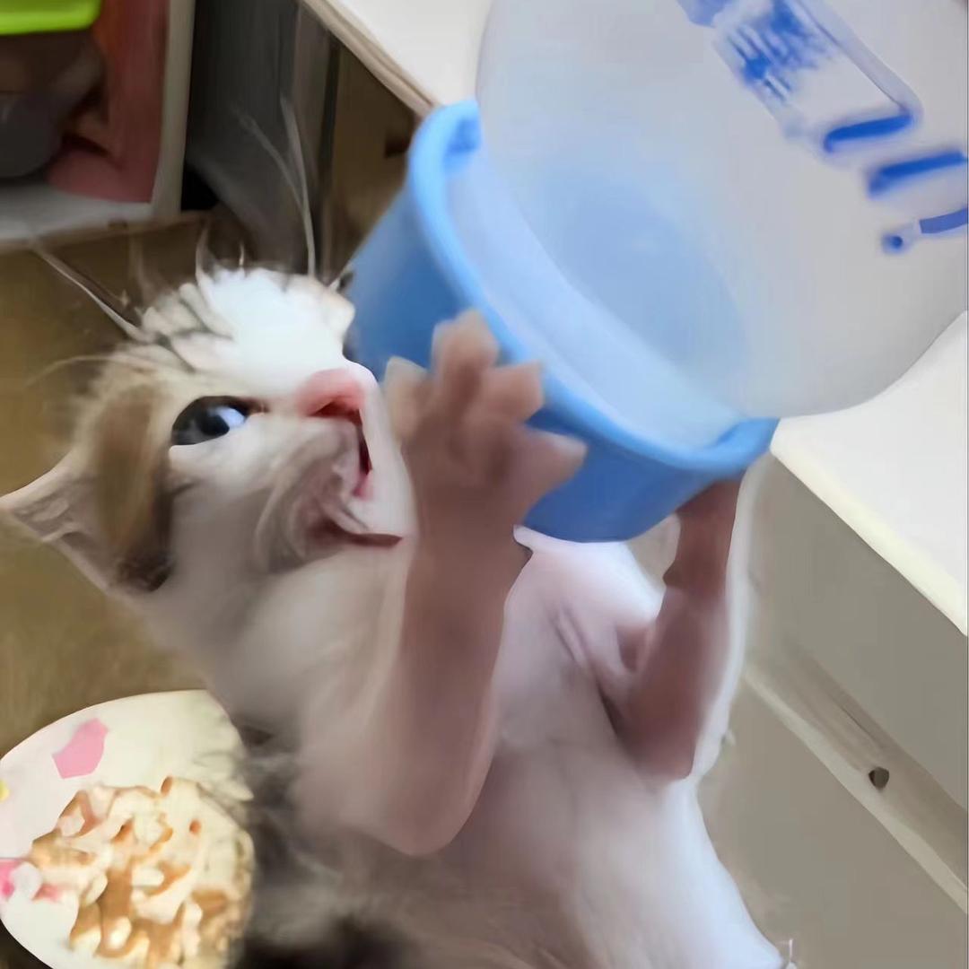 小不点是只猫