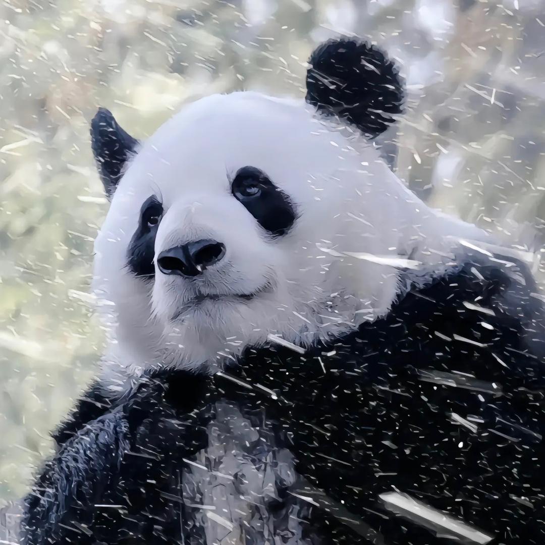 萌萌崽