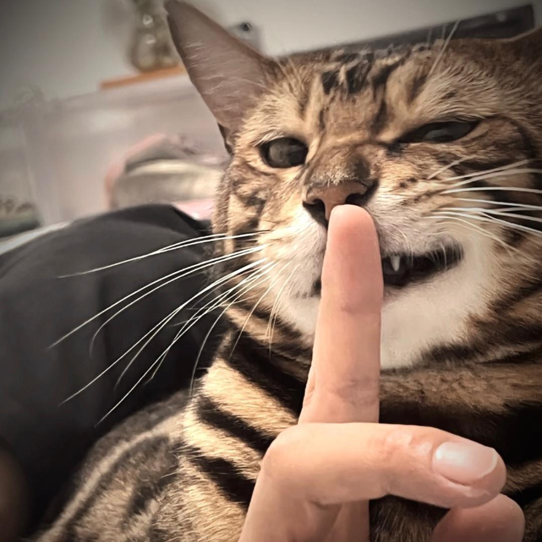 失眠小猫