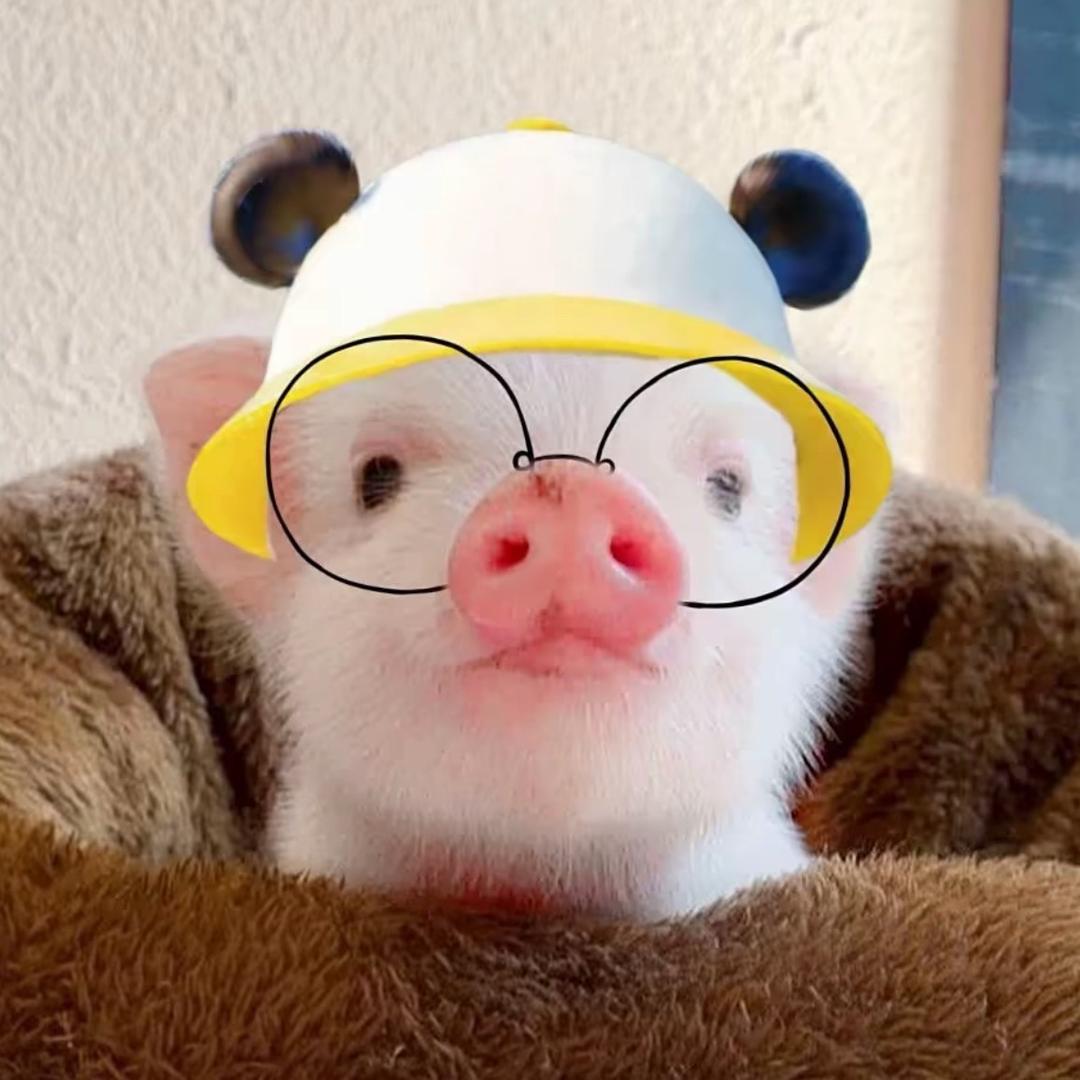 贪吃的猪（三角洲十元战神）