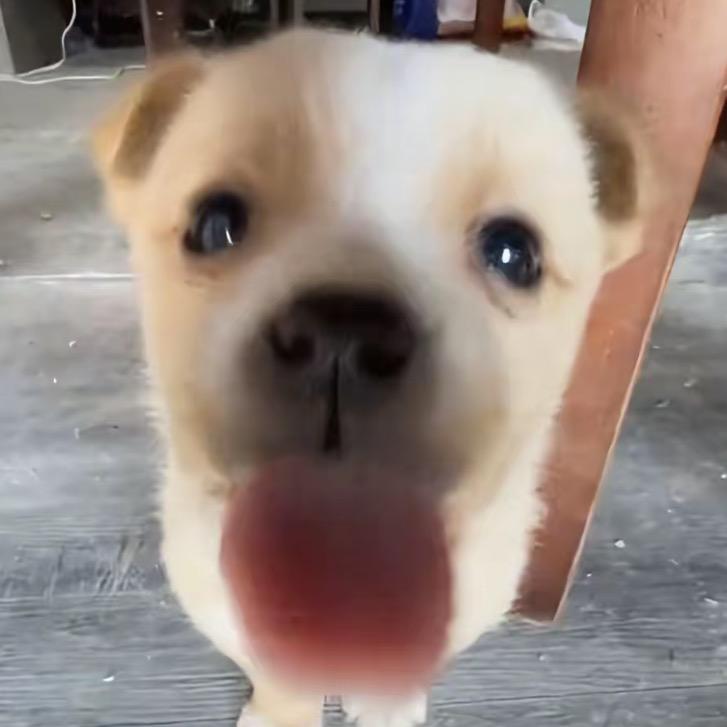 嘻。