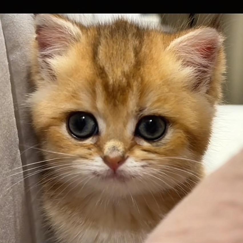 拔酱眼子职业选手