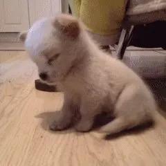 小财神